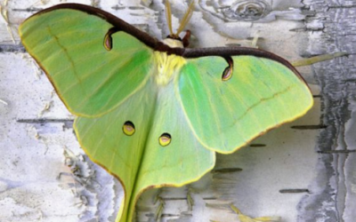 LUNA MOTH