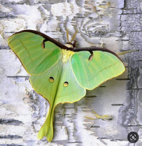 LUNA MOTH