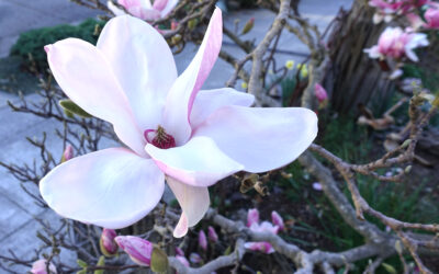 MAGNOLIA TREE