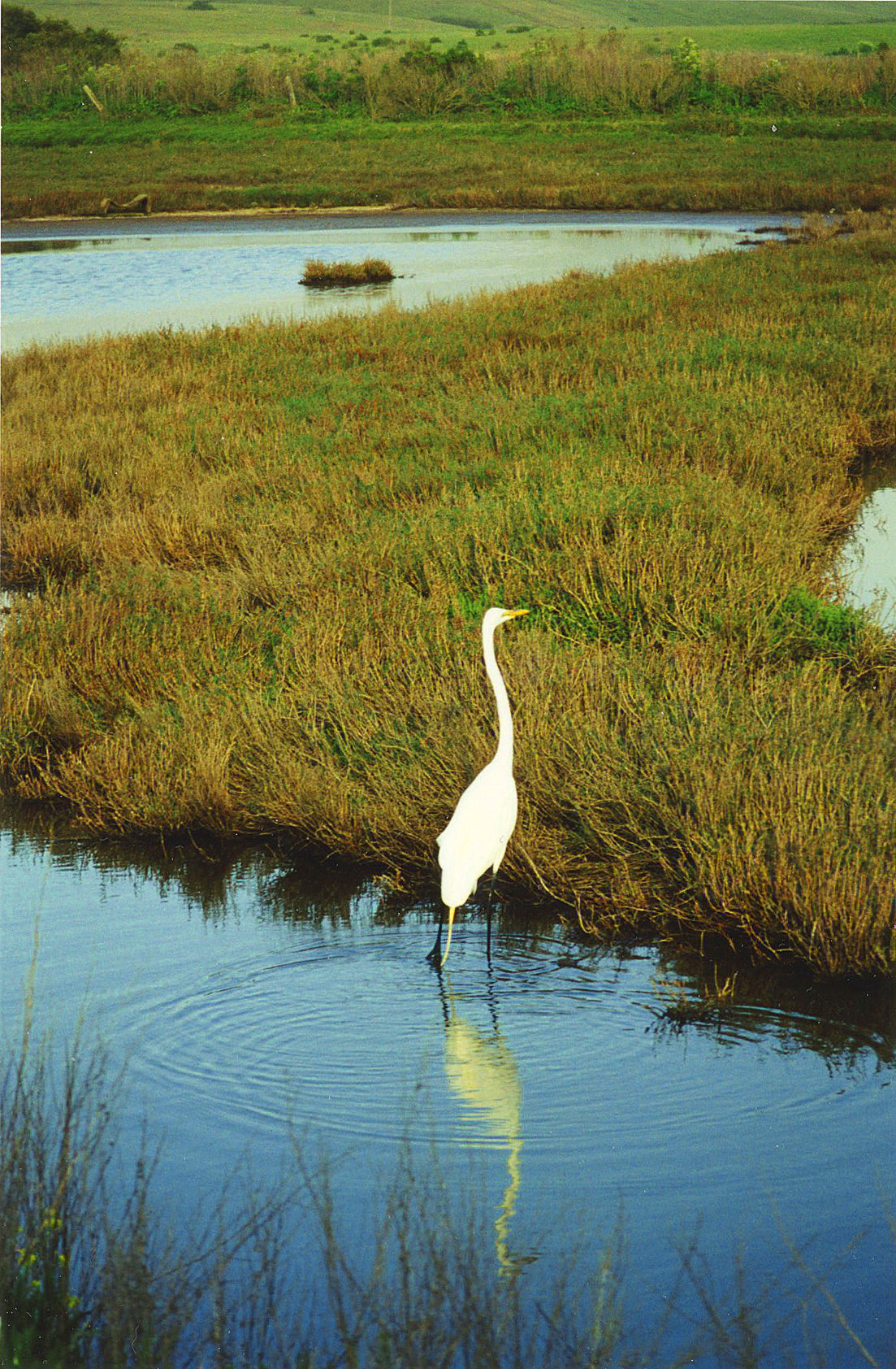 Egret Elkhorn Slough2